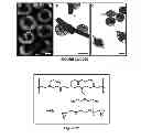 Fig. 18 - MULTIPHASIC POLYMERIC PARTICLES CAPABLE OF SHAPE-SHIFTING VIA ENVIRONMENTAL STIMULATION