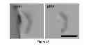 Fig. 25 - MULTIPHASIC POLYMERIC PARTICLES CAPABLE OF SHAPE-SHIFTING VIA ENVIRONMENTAL STIMULATION