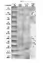Fig. 02 - Methods of processing fetal support tissues, fetal support tissue powder products, and uses thereof