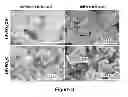 Fig. 04 - PROCESS FOR MAKING AN ALKALI METAL OXYANION COMPRISING IRON