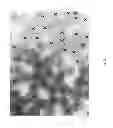 Fig. 10 - POINT BRIDGED FIBER BUNDLE