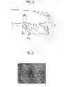 Fig. 02 - SURFACE STRUCTURE OF ARTICLE