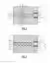 Fig. 03 - Fuel cell plate and fuel cell