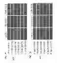 Fig. 06 - MARKERS TO IDENTIFY PRIMARY CELLS FROM TUMOR BIOPSIES