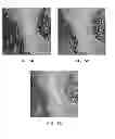 Fig. 06 - Antibody conjugates