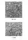 Fig. 07 - Antibody conjugates