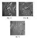 Fig. 08 - Antibody conjugates