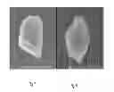 Fig. 08 - Abrasive particles having a unique morphology