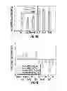 Fig. 08 - High resolution analysis of mammalian transcriptome using gene pool specific primers