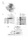 Fig. 08 - COMPOSITIONS AND METHODS FOR ANALYSIS OF H3K4 METHYLATED CHROMATIN