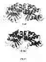 Fig. 33 - Generation and Expression of Engineered I-ONUI Endonuclease and Its Homologues and Uses Thereof