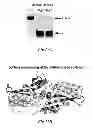 Fig. 35 - Generation and Expression of Engineered I-ONUI Endonuclease and Its Homologues and Uses Thereof