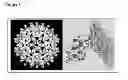 Fig. 02 - Modified viral structural protein with antiviral activity