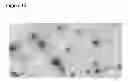 Fig. 16 - Modified viral structural protein with antiviral activity