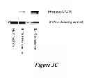 Fig. 07 - Compositions and methods for modulating gamma-c-cytokine activity