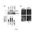 Fig. 08 - Compounds for treating cardiac damage after ischaemia/reperfusion