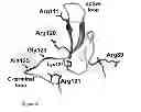 Fig. 07 - Appetite stimulating protein