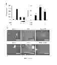 Fig. 06 - COMPOSITIONS AND METHODS FOR PREVENTING AND TREATING ORGAN INJURY AND/OR DYSFUNCTION