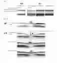 Fig. 02 - Agent for treatment of eye diseases