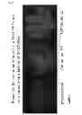 Fig. 07 - Agent for treatment of eye diseases