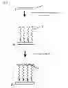 Fig. 04 - METHOD FOR IMMOBILIZING PROTEIN A ON A SELF-ASSEMBLED MONOLAYER
