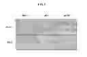 Fig. 07 - Antibody that binds domain 2 of ICAM-1 and methods of treatment