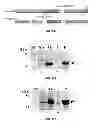 Fig. 03 - Designing a soluble full-length HIV-1 gp41 trimer