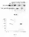 Fig. 04 - Designing a soluble full-length HIV-1 gp41 trimer