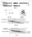 Fig. 07 - Designing a soluble full-length HIV-1 gp41 trimer