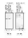 Fig. 08 - Designing a soluble full-length HIV-1 gp41 trimer