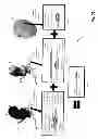 Fig. 26 - Method and system for patient-specific modeling of blood flow
