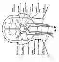 Fig. 27 - Method and system for patient-specific modeling of blood flow
