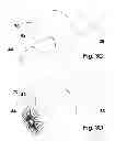 Fig. 05 - DEVICE FOR SEALING PERFORATIONS IN BLOOD VESSELS