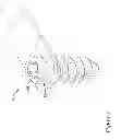Fig. 03 - VERTEBRAL FIXATION SYSTEM
