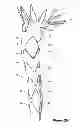 Fig. 04 - Assembly of stent grafts with diameter reducing ties