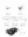 Fig. 07 - Multi-plane method for three-dimensional particle image velocimetry