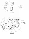 Fig. 06 - Protection method and system for preplanning duality of paths for a unicast and/or a multicast traffic