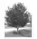 Fig. 01 - Chokecherry tree named 'P002S'
