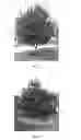 Fig. 02 - Chokecherry tree named 'P002S'
