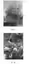 Fig. 03 - Chokecherry tree named 'P002S'