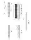 Fig. 11 - Methods of and apparatus for electrochemically fabricating structures via interlaced layers or via selective etching and filling of voids
