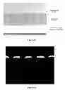 Fig. 49 - Layered product for fine pattern formation and method of manufacturing layered product for fine pattern formation