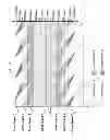 Fig. 06 - Transmitting system and method for transmitting digital broadcast signal