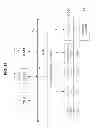 Fig. 20 - Image processing device, image processing method, and program