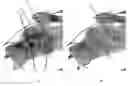 Fig. 01 - PARAMETRIC IMAGING FOR THE EVALUATION OF BIOLOGICAL CONDITION