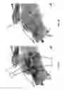 Fig. 04 - PARAMETRIC IMAGING FOR THE EVALUATION OF BIOLOGICAL CONDITION