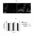 Fig. 06 - Treatment method for mesenchymal stem cells and their application as a treatment of oxidative stress related diseases