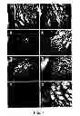 Fig. 09 - Method for the treatment of inflammatory disorders