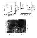 Fig. 19 - Method for the treatment of inflammatory disorders
