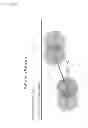Fig. 02 - Methods of treating a metabolic syndrome by modulating heat shock protein (HSP) 90-β